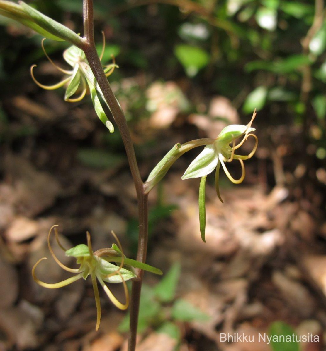 Habenaria dichopetala Thwaites